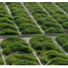 改造用馬棘草籽江西網(wǎng)格固定改造用馬棘草籽