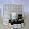 人腸病毒(Enterovirus)試劑盒elisa法