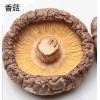 香菇多糖;消化酶;消化酶生產(chǎn)廠家
