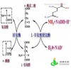 L-谷氨酰胺 CAS#56-85-9