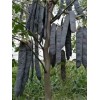 供應(yīng)皂角苗、山西大刺皂角苗、皂角苗批發(fā)，皂莢苗