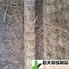 稻夫 運(yùn)輸草支墊 草耙子 草支墊 生產(chǎn)廠家 整車發(fā)貨