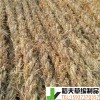 稻夫 條形草支墊 馬鞍山草棒廠 草支墊 生產(chǎn)廠家 整車(chē)發(fā)貨