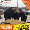 稻夫 建筑用草袋價格 新鄉(xiāng)草袋 草袋 生產(chǎn)廠家 整車發(fā)貨