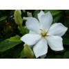 廠家*先香精衛(wèi)生香香精 梔子花桂花薰衣草白玫瑰香精