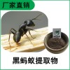 森冉生物 黑螞蟻提取物 黑螞蟻粉  比例提取原料粉