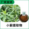 森冉生物 小薊提取物 刺兒菜提取物 比例提取原料粉
