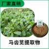 森冉生物 馬齒莧提取物 馬齒莧浸膏粉 比例提取原料粉